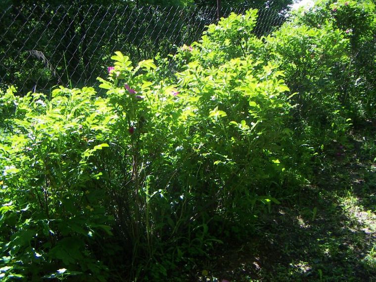 [rosa rugosa zywoplot.jpg]